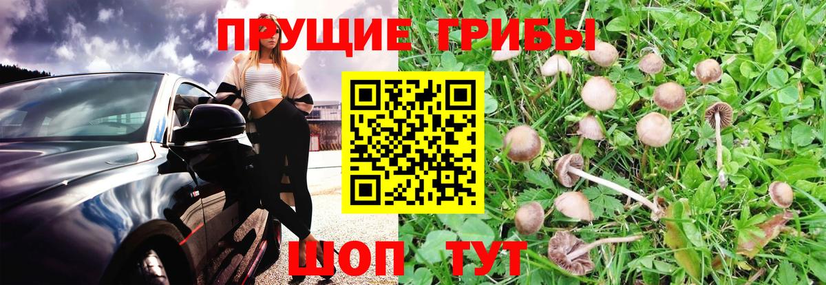 Галлюциногенные грибы Cubensis  Вход с VPN  Галлюциногенные грибы Psilocybine cubensis  Партизанск 